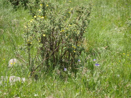 GDMBR: Cinquefoil.